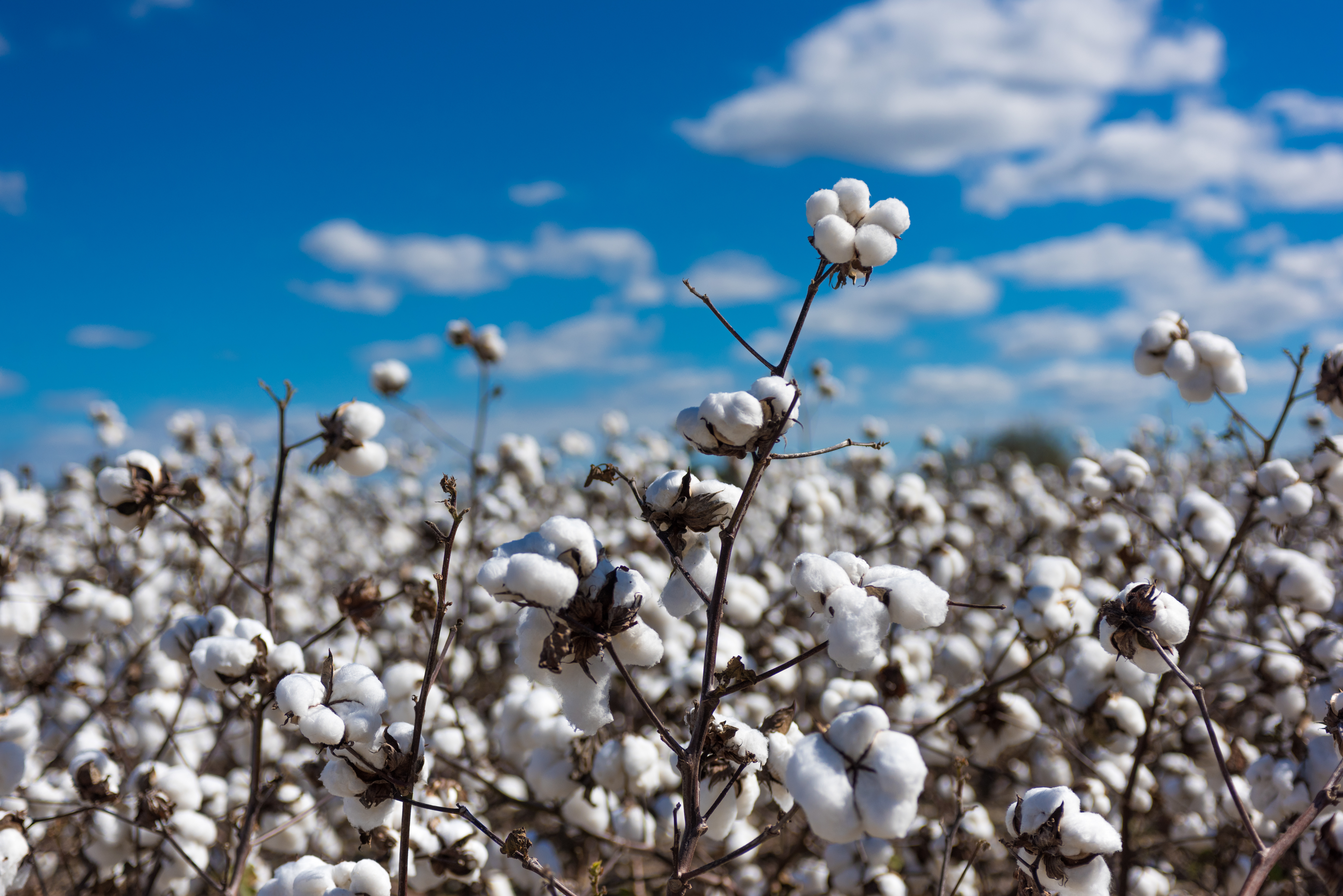 cotton